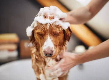 kosmetyki dla psów